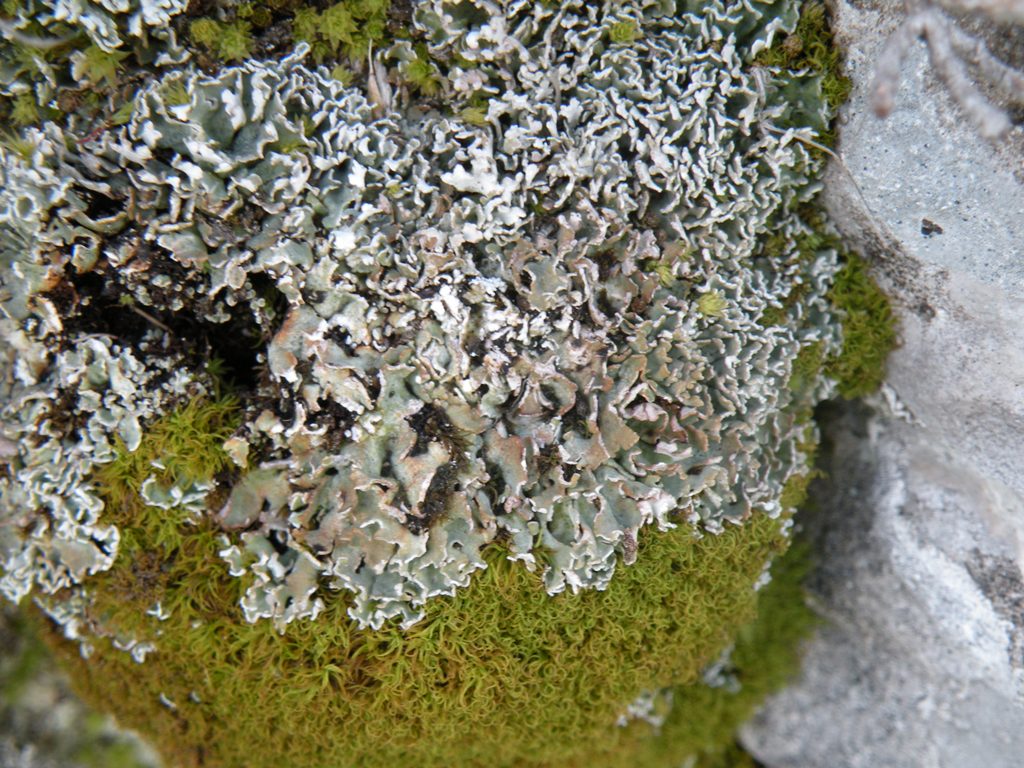 Licheni sul Pizzo Camino